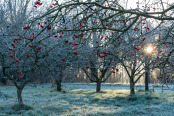 Red Crabapples