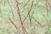 Rosa sericea subsp. omeiensis f. pteracantha