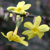 Jasminum nudiflorum