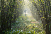 The Nuttery at Sissinghurst in spring