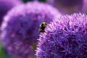 Bee on Allium 'Lucy Ball'