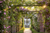 Dawn in the David Austin Rose garden