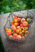 Tomato basket