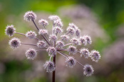 Angelica sylvestris 'Purpurea'