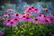 Echinacea purpurea 'Magnus'