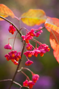 Euonymus europaeus 'Red Cascade'