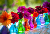 Single stem dahlias in Sarah Raven Japara vases at Perch Hill