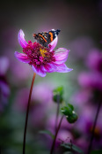 Red Admiral butterfly on Dahlia 'Blue Bayou'