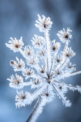 Frosty hogweed seedhead