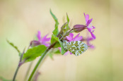 Orange Tip on Campion