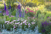 July Border at Dawn