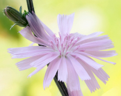 Chicory intybus roseum