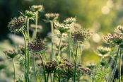 Daucus on a solstice dawn