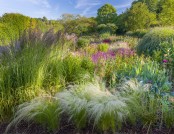 June Borders at Dawn