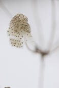 Anemone