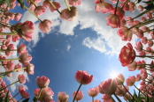 Tulipa.Universe of Flowers
