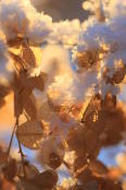 Wild hydrangea