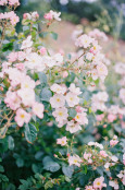 Wild rose at Kelmarsh