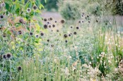 Globe Thistle at Kelmarsh