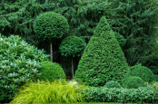 Clipped evergreen Taxus and Buxus topiary