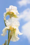 Iris and blue sky