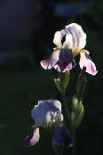 Iris at the morning