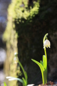    Leucojum aestivum