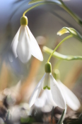 SNOWDROPS
