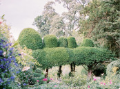 Espalier focal point