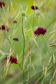 Knautia macedonica and Stipa gigantea