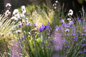 Dry Meadow Planting