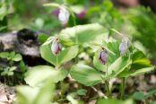 Korean lady's slipper
