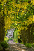 Laburnum Arch in June