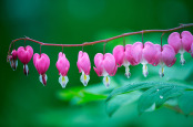 Lamprocapnos spectabilis