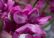 February Magnolia 'Lanarth'