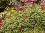 Late Summer Border 