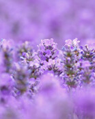 Lavandula angustifolia 'Loddon Blue' 