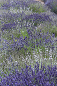 Lavender Firework Display