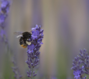 Lavender feast