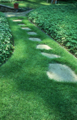 Garden path through lawn in shade