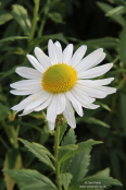 Leucanthemella serotina