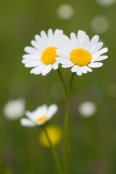 Leucanthemum vulgare