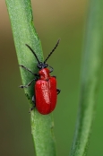 Lilioceris lilii Scarlet Lily Beetle