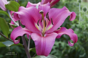 Lilium 'Robina'