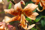 Lilium 'Tiger Babies'