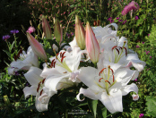 Lilium 'Zambesi'