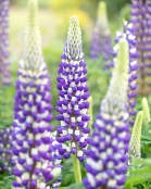 Lupins