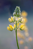 Lupinus perennis