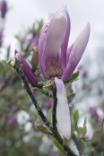 Magnolia bloom against spring sky