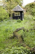 Wild Garden with Small Cottage